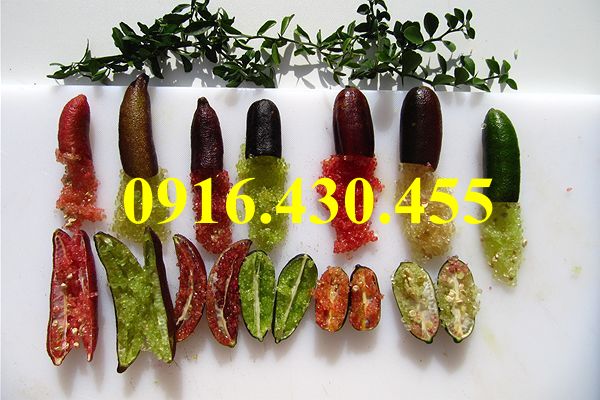 Cây giống chanh ngón tay